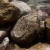 Stones